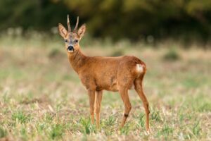 Chevreuil-Cerf-Elaphe-cervides-foret