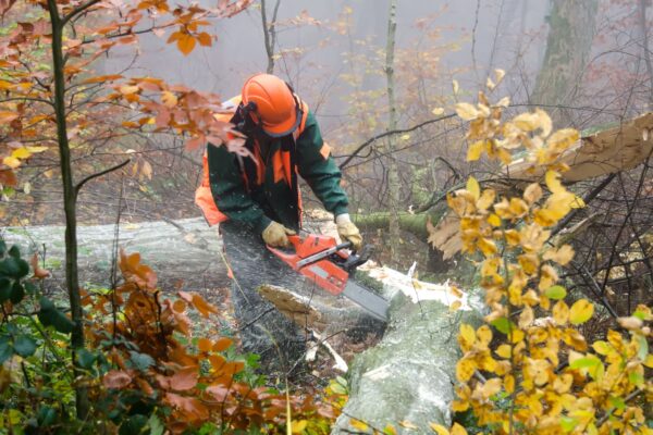Entreprises de travaux forestiers