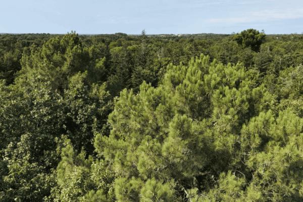 Investir dans la forêt avec Néosylva