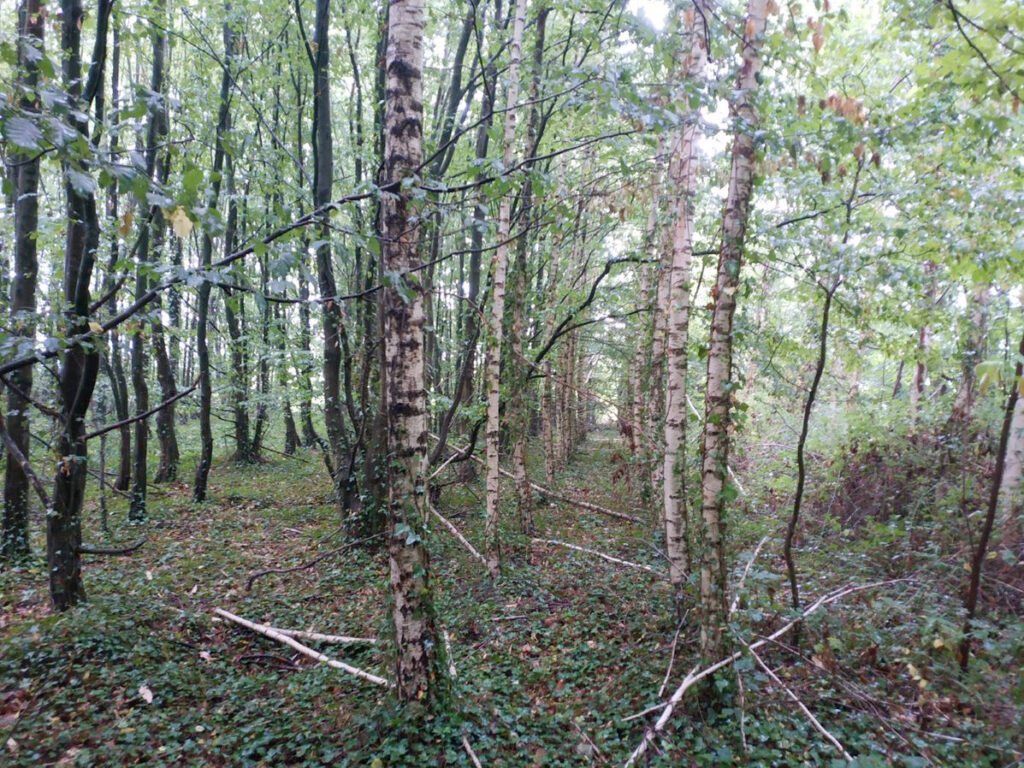 La fiscalité en forêt