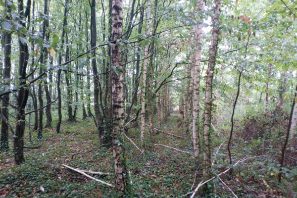 La fiscalité en forêt