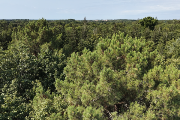 Quel devenir pour nos forêts ?
