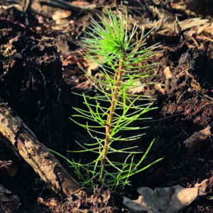 Financement de renouvellement de forêts