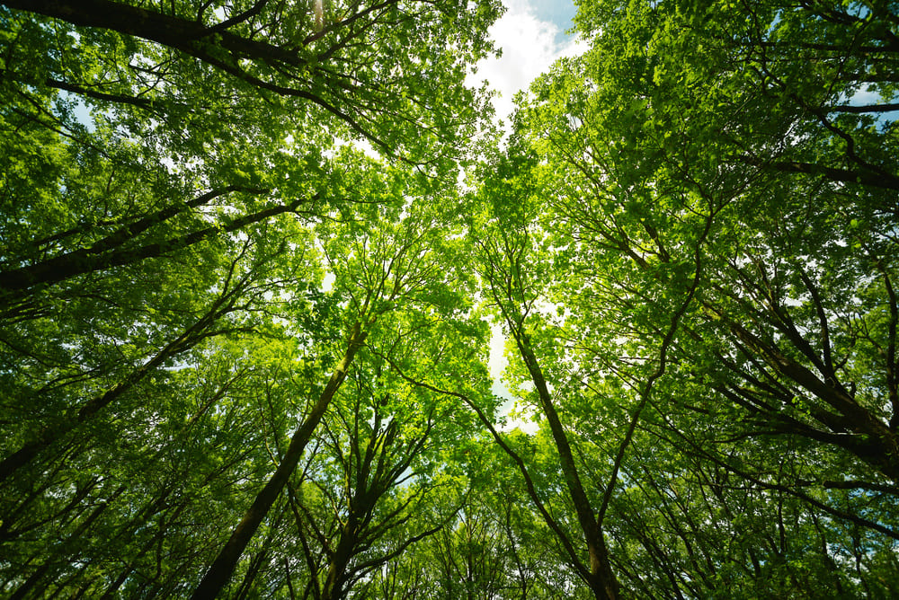 Gestion des forêts privées