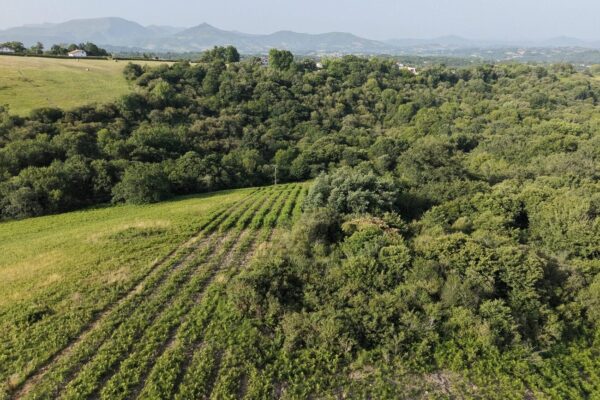 Investir dans la forêt avec Néosylva