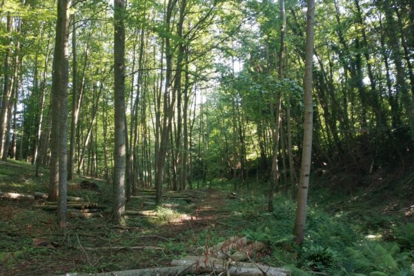 Subvention Foret Néosylva