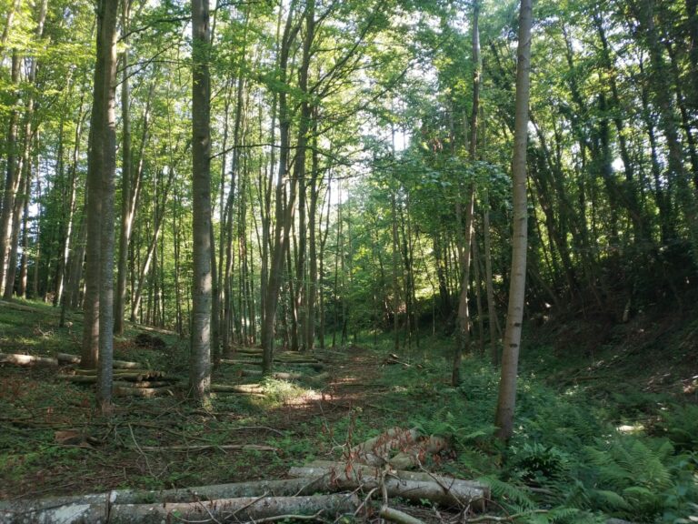Subvention Foret Néosylva