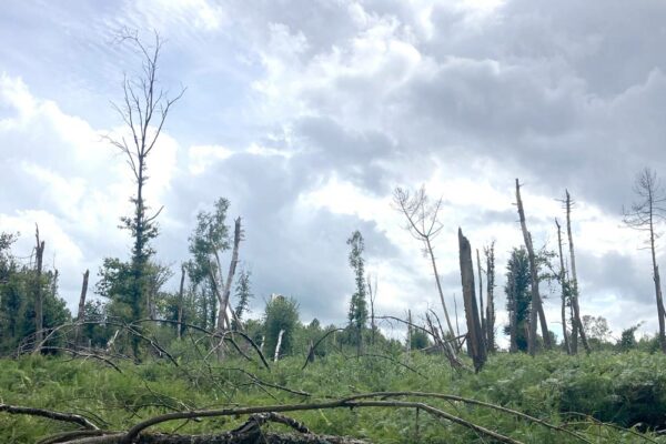 Tempête sur les forêts