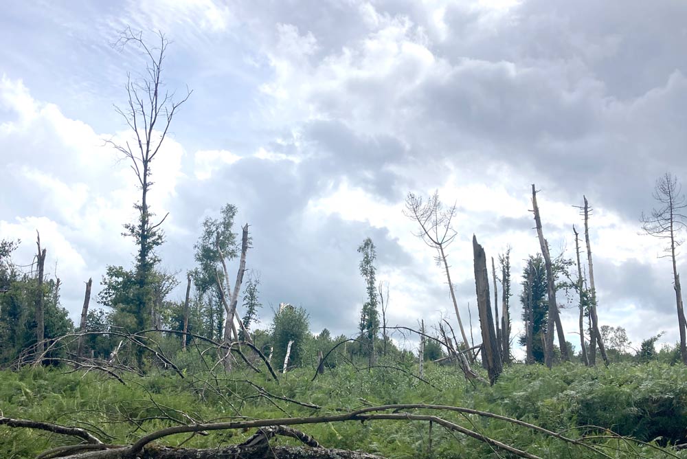 Tempête sur les forêts